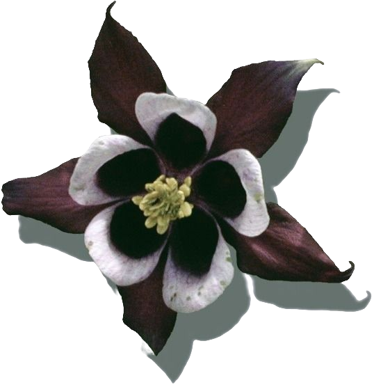 logo-no background logo-no background